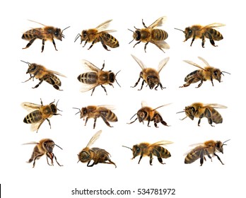 group of bee or honeybee in Latin Apis Mellifera, european or western honey bee isolated on the white background, golden honeybee