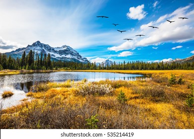 Vogelschwarm, der über das Herbsttal fliegt. Durchnässtes Tal in den kanadischen Rocky Mountains. Das Konzept eines Aktiv- und Ökotourismus