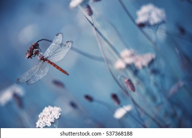 Hermosa escena de naturaleza vintage con libélula al aire libre en la mañana húmeda.