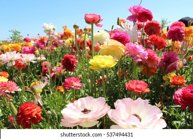 Sommerblume in einem Feld an einem sonnigen Tag