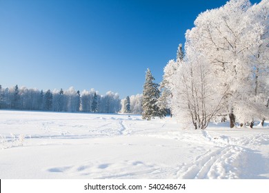 Parque de invierno en la nieve