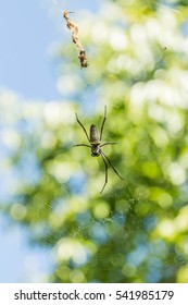Örümcek Adam, eklembacaklılar sınıfına ait bir yaratıktır. Veya R. Thomas iPod. Ayrıca böcekler, kırkayaklar, yengeçler vb. Araneae sınıfına dahildir.