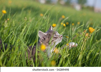 Gatito caminando en la hierba