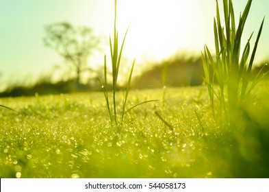 campo de hierba y sol en la mañana