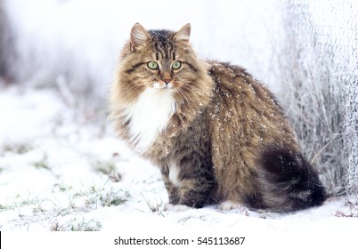 雪の上に座っている美しいシベリア猫の冬のポートレート