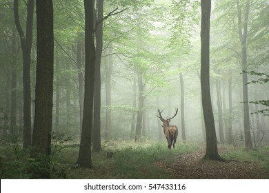 Prachtig beeld van edelhertenhert in mistig herfst kleurrijk boslandschapsbeeld