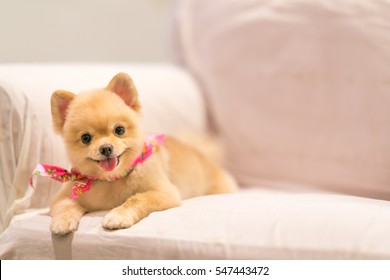 首にコピー スペース、カウボーイ バンダナまたはハンカチとソファで笑っているかわいいポメラニアン犬