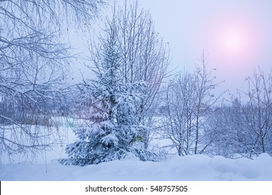 paisaje rural de invierno con ventisqueros y árboles cubiertos de nieve