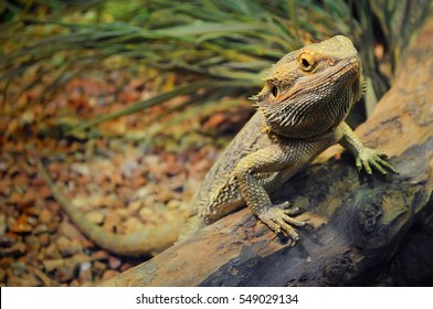 One young bearded dragon in a terrarium, leaning against a log and looking in the camera with disdain