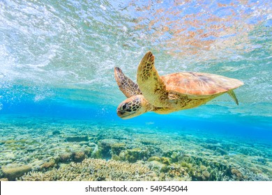 Eine Schildkröte, die in einer flachen Lagune auf Lady Elliot Island zum Riff zurücktaucht