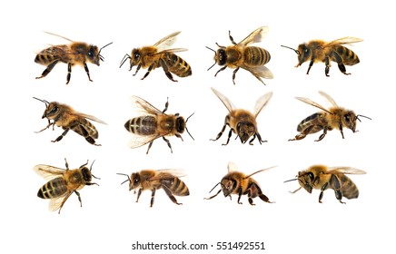 group of bee or honeybee in Latin Apis Mellifera, european or western honey bee isolated on the white background, golden honeybee
