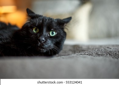 Голяма черна котка отблизо със зашеметяващи синьо-зелени очи върху сиво одеяло с възглавници и спално бельо, замъглени на заден план.