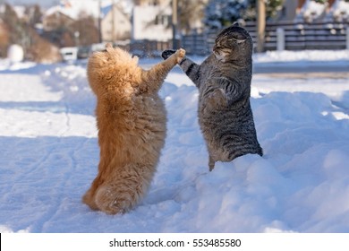 Two cats fighting on the snowy street.