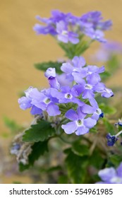 Verbena Trailing Samira, violette und weiße Farbe, Eisenkraut in voller Blüte