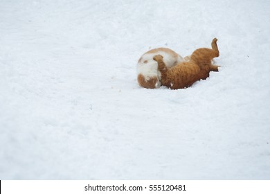 serpihan bulu. kucing mengoyak satu sama lain. bergaduh kucing