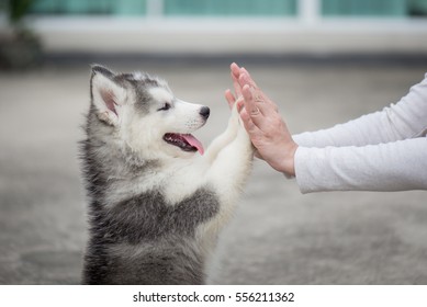 Dame cinco -Cachorro presionando su pata contra la mano de una niña