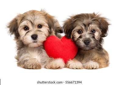 Dos cachorros enamorados de Valentine Havanese yacen junto con un corazón rojo, aislados en fondo blanco