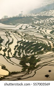 Terrasvormig rijstveld (Yuanyang Hani)