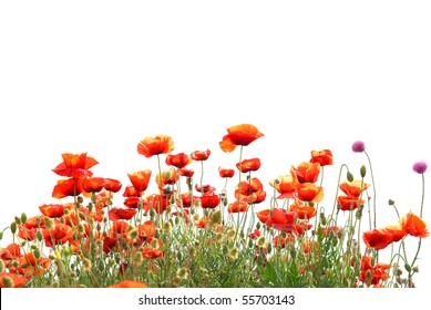 Schöne rote Mohnblumen isoliert auf weißem Hintergrund