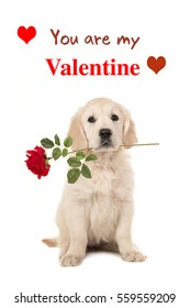 Cute sitting golden retriever puppy dog holding a red rose in his mouth facing the camera on a white background with text You ar my Valentine as a wishing card