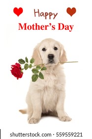 Cute sitting golden retriever puppy dog holding a red rose in his mouth facing the camera on a white background with text Happy Mother's Day as a wishing card