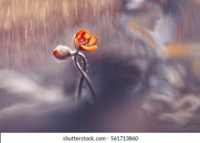 Flor tejida dos de la primavera en la lluvia en un bosque en primer de la primavera con el foco suave. La imagen romántica del amor, tarjeta de plantilla de borde de papel tapiz de primavera para diseño