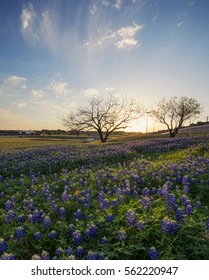 Campo de flores Bluebonnet en Irving, Texas