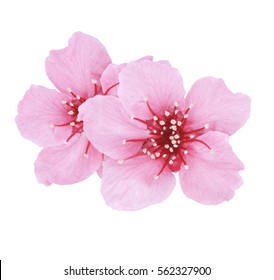 Schöne rosa Kirsche oder Kirschblüte isoliert auf weißem Hintergrund