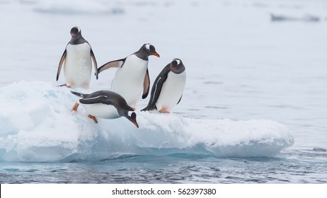Pingüino Gentoo corre sobre la nieve en la Antártida