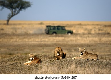 León y leonas en la sabana con land rover y acacia en un fondo ligeramente borroso