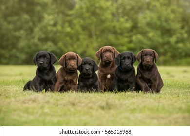 Zittende zwarte en chocolade labrador retriever-puppy's