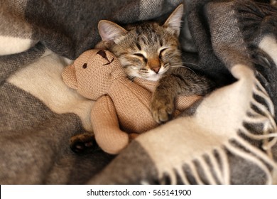 grijze kitten slaapt op grijze geruite wollen deken met kwastjes, zacht beige gebreid speelgoed omarmend