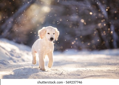 Golden retriever pup buiten in de sneeuw in de winter
