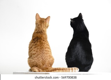 Dos gatos negros y rojos de espaldas a la cámara sobre fondo blanco.