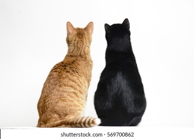 Dos gatos negros y rojos de espaldas a la cámara sobre fondo blanco.