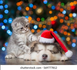 gatito juguetón y cachorro soñoliento en un fondo del árbol de Navidad