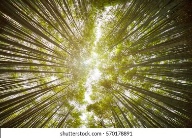 Arashiyama Bamboo forest in Kyoto, Japan. View from the bottom up with fish-eye lens