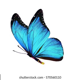 Kleur vlinder, geïsoleerd op wit