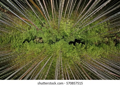 Night view of bamboo forest from below at Arashiyama. Image is slightly soft and distort due to effect from fish-eye lens