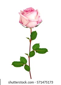 白い背景に分離された美しい単一のピンクのバラ