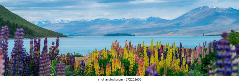 テカポ湖のパノラマ風景とニュージーランドのルピナスの花の背景。ニュージーランドの夏のシーズンである12月に花畑が満開になり、テカポ湖の素晴らしい景色を見せてくれます。