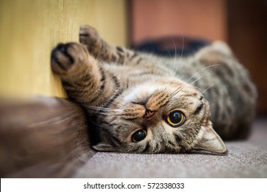 Nette Katze, die auf seinem Rücken auf dem Teppich liegt. Züchte britische Makrelen mit gelben Augen und einem buschigen Schnurrbart. Nahaufnahme.
