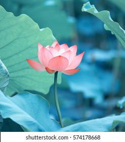 blühende Lotusblume