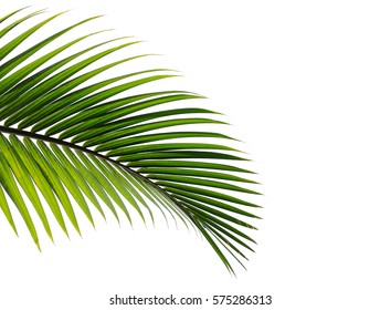 hojas de palma aisladas sobre fondo blanco