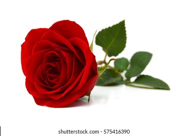 白い背景で隔離赤いバラ
