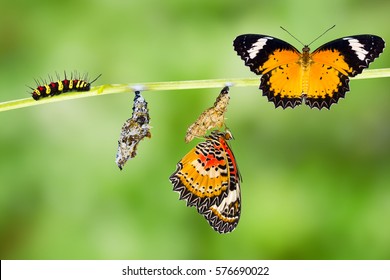 Geïsoleerde mannelijke luipaard gaasvlieg (Cethosia cyane euanthes) vlinder, rups, pop en opkomende met uitknippad
