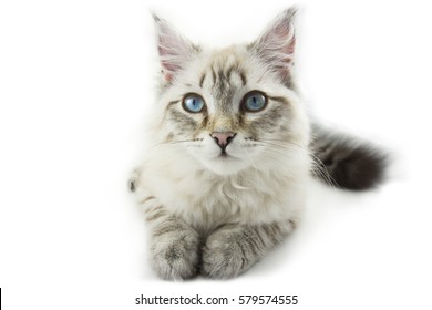 Siberisch wit beige kitten kat met blauwe ogen zitten en vooruit kijken