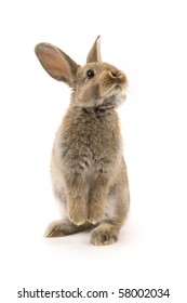 Entzückendes Kaninchen getrennt auf einem weißen Hintergrund
