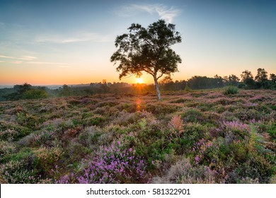 Matahari terbit di atas padang heather di Rockford Common dekat Ibsley di Taman Nasional New Forest di Hampshire