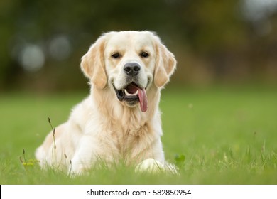 Perro Golden Retriever adulto de pura raza al aire libre en la naturaleza en un día soleado a finales de la primavera y principios del verano.